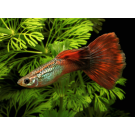GUPI MIX